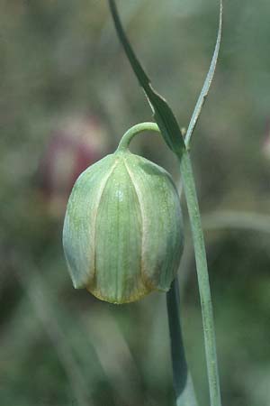 Fritillaria messanensis subsp. sphaciotica \ Sfakia-Schachblume / Sfakia Fritillary, Kreta/Crete Gerakari 19.4.2001