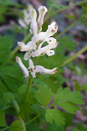Fumaria macrocarpa \ Gro&szlig;fr&uuml;chtiger Erdrauch / Large-Fruited Fumitory, Kreta/Crete Knossos 1.4.2015