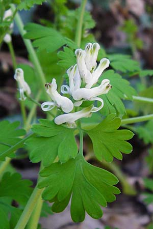 Fumaria macrocarpa \ Gro&szlig;fr&uuml;chtiger Erdrauch / Large-Fruited Fumitory, Kreta/Crete Knossos 1.4.2015