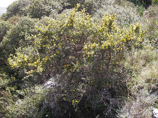 Calicotome villosa \ Behaarter Dorn-Ginster, Kreta Arhanes, Jouhtas 30.3.2015