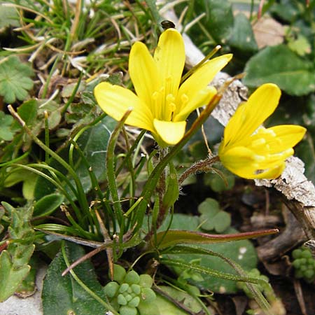 Gagea bohemica \ Bhmischer Felsen-Gelbstern / Early Star of Bethlehem, Radnor Lily, Kreta/Crete Ideon Andron 2.4.2015