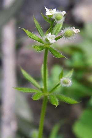 Galium aparine \ Kletten-Labkraut, Klebkraut / Cleavers, Sticky Willy, Kreta/Crete Aradena - Schlucht / Gorge 4.4.2015