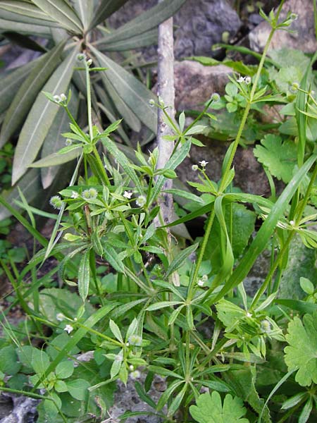 Galium aparine \ Kletten-Labkraut, Klebkraut / Cleavers, Sticky Willy, Kreta/Crete Aradena - Schlucht / Gorge 4.4.2015