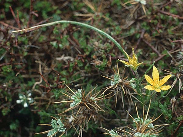 Gagea peduncularis \ Langstieliger Gelbstern / Stalked Star of Bethlehem, Kreta/Crete Ideon Andron 11.4.1990