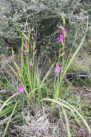 Gladiolus italicus \ Gladiole / Field Gladiolus, Kreta/Crete Zakros - Schlucht / Gorge 8.4.2015
