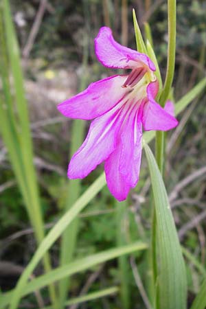 Gladiolus italicus \ Gladiole / Field Gladiolus, Kreta/Crete Zakros - Schlucht / Gorge 8.4.2015