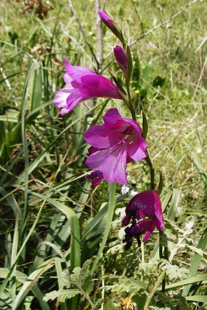 Gladiolus italicus \ Gladiole / Field Gladiolus, Kreta/Crete Armeni 7.4.2015