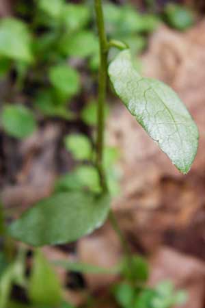 Campanula spatulata subsp. filicaulis \ Fadenst&auml;ngelige Glockenblume / Thinstem Bellflower, Kreta/Crete Zakros - Schlucht / Gorge 8.4.2015