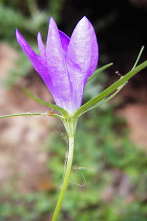 Campanula spatulata subsp. filicaulis \ Fadenst&auml;ngelige Glockenblume / Thinstem Bellflower, Kreta/Crete Zakros - Schlucht / Gorge 8.4.2015