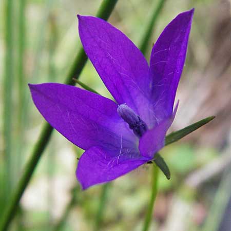 Campanula spatulata subsp. filicaulis \ Fadenst&auml;ngelige Glockenblume / Thinstem Bellflower, Kreta/Crete Zakros - Schlucht / Gorge 8.4.2015