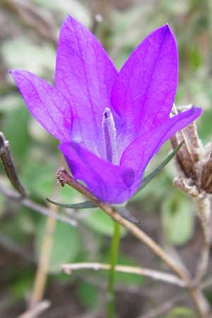 Campanula spatulata subsp. filicaulis \ Fadenst&auml;ngelige Glockenblume / Thinstem Bellflower, Kreta/Crete Zakros - Schlucht / Gorge 8.4.2015