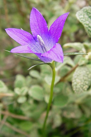 Campanula spatulata subsp. filicaulis \ Fadenst&auml;ngelige Glockenblume / Thinstem Bellflower, Kreta/Crete Zakros - Schlucht / Gorge 8.4.2015