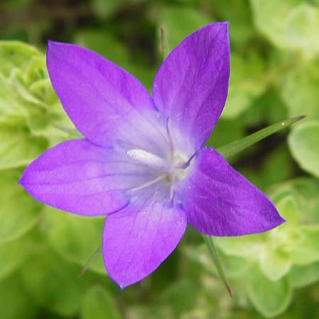 Campanula spatulata subsp. filicaulis \ Fadenst&auml;ngelige Glockenblume / Thinstem Bellflower, Kreta/Crete Zakros - Schlucht / Gorge 8.4.2015