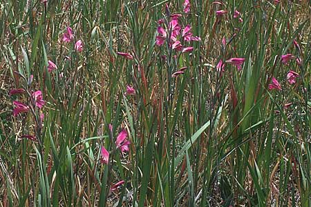 Gladiolus italicus \ Gladiole / Field Gladiolus, Kreta/Crete Katelionas 7.4.1990