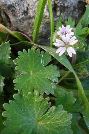 Geranium pusillum \ Kleiner Storchschnabel / Small-Flowered Crane's-Bill, Kreta/Crete Tilisos 2.4.2015