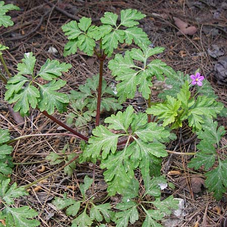 Geranium purpureum \ Purpur-Storchschnabel / Little Robin, Lesser Herb Robert, Kreta/Crete Knossos 30.3.2015