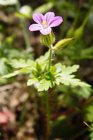 Geranium purpureum \ Purpur-Storchschnabel / Little Robin, Lesser Herb Robert, Kreta/Crete Armeni 7.4.2015