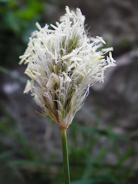 Sesleria doerfleri \ Doerflers Blaugras / Doerfler's Moor Grass, Kreta/Crete Kotsifou - Schlucht / Gorge 2.4.2015
