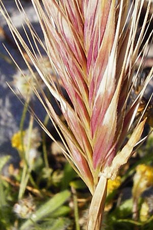 Hordeum marinum \ Strand-Gerste / Sea Barley, Kreta/Crete Moni Kapsa 10.4.2015