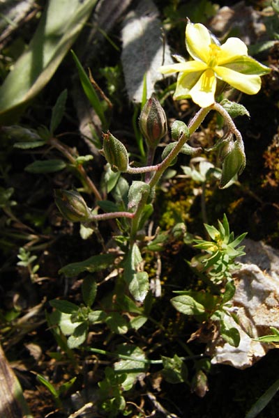 Helianthemum salicifolium \ Weidenbl&auml;ttriges Sonnenr�schen / Willowleaf Rock-Rose, Kreta/Crete Arhanes, Jouhtas 30.3.2015