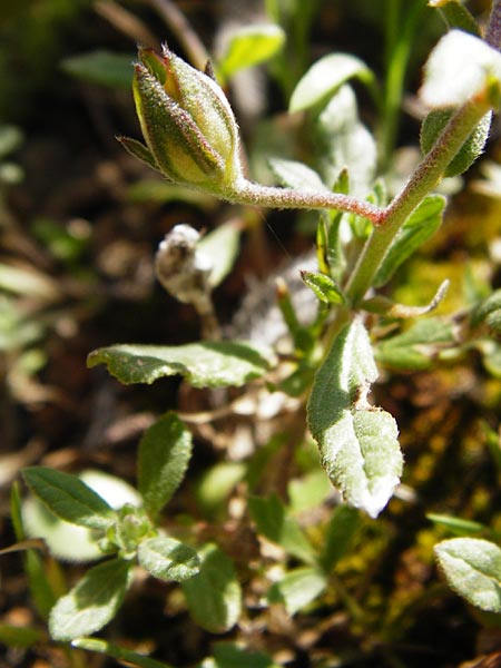 Helianthemum salicifolium \ Weidenbl&auml;ttriges Sonnenr�schen / Willowleaf Rock-Rose, Kreta/Crete Arhanes, Jouhtas 30.3.2015