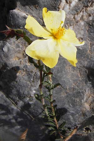 Fumana arabica \ Zwerg-Nadelrschen / Mediterranean Sun-Rose, Kreta/Crete Preveli 3.4.2015