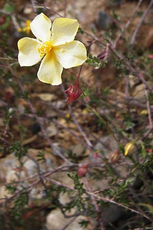 Fumana arabica \ Zwerg-Nadelrschen / Mediterranean Sun-Rose, Kreta/Crete Preveli 3.4.2015