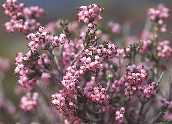 Erica manipuliflora \ Quirlbl&auml;ttrige Heide / Autumn-flowering Heath, Kreta/Crete Ierapetra 2.1.1999