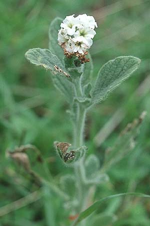 Heliotropium hirsutissimum \ Behaarte Sonnenwende / Hairy Turn-Sole, Kreta/Crete Andiskari 1.1.1999