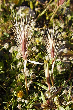Hordeum marinum \ Strand-Gerste / Sea Barley, Kreta/Crete Moni Kapsa 10.4.2015