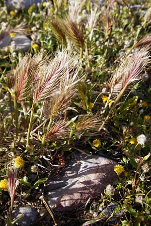 Hordeum marinum \ Strand-Gerste / Sea Barley, Kreta/Crete Moni Kapsa 10.4.2015