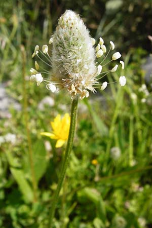 Plantago lagopus \ Hasenfu-Wegerich / Hare's Foot Plantain, Kreta/Crete Preveli 3.4.2015
