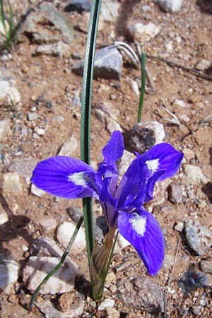 Moraea mediterranea \ Einbl&auml;ttrige Schwertlilie, Einbl&auml;ttrige Sand-Iris / One-Leaved Nut Iris, Kreta/Crete Preveli 3.4.2015