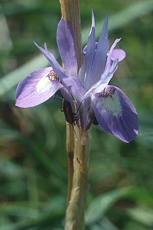 Moraea sisyrinchium \ Mittags-Schwertlilie, Kleine Sand-Iris / Barbary Nut Iris, Kreta/Crete Knossos 3.4.1990