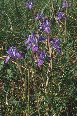 Moraea sisyrinchium \ Mittags-Schwertlilie, Kleine Sand-Iris / Barbary Nut Iris, Kreta/Crete Lasithi 5.4.1990