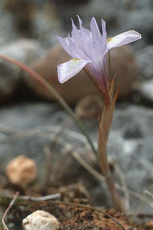 Moraea mediterranea \ Einbl&auml;ttrige Schwertlilie, Einbl&auml;ttrige Sand-Iris / One-Leaved Nut Iris, Kreta/Crete Pahia Ammos 9.4.1990