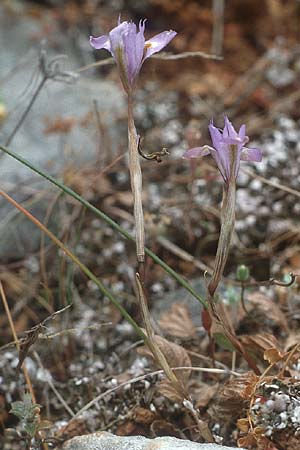 Moraea mediterranea \ Einbl&auml;ttrige Schwertlilie, Einbl&auml;ttrige Sand-Iris / One-Leaved Nut Iris, Kreta/Crete Pahia Ammos 9.4.1990