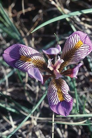 Kretische Schwertlilie, Iris unguicularis subsp. cretensis, Kreta Phaistos 15.2.2002