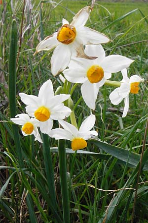 Narcissus tazetta \ Tazette / Bunch-flowered Narcissus, Kreta/Crete Spili 5.4.2015