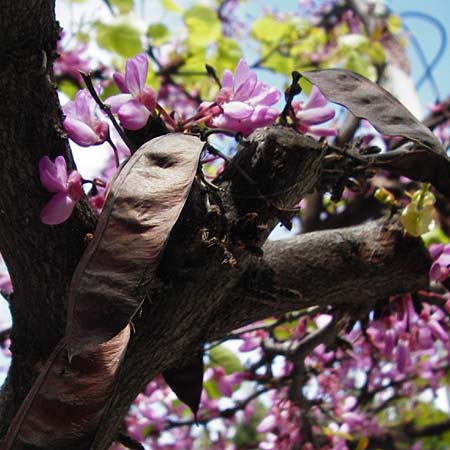 Cercis siliquastrum \ Judasbaum / Judas Tree, Kreta/Crete Heraklion 31.3.2015