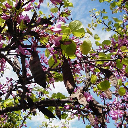 Cercis siliquastrum \ Judasbaum / Judas Tree, Kreta/Crete Heraklion 31.3.2015