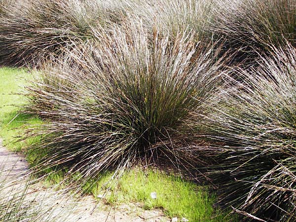 Juncus maritimus \ Strand-Binse / Sea Rush, Kreta/Crete Itanos 9.4.2015