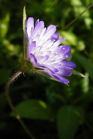 Knautia integrifolia \ Einj&auml;hrige Witwenblume / Whole-Leaved Scabious, Kreta/Crete Monastiraki near Asomatos School 6.4.2015