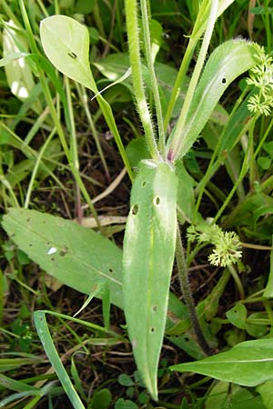 Knautia integrifolia \ Einj&auml;hrige Witwenblume / Whole-Leaved Scabious, Kreta/Crete Monastiraki near Asomatos School 6.4.2015