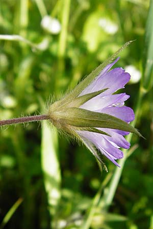 Knautia integrifolia \ Einj&auml;hrige Witwenblume / Whole-Leaved Scabious, Kreta/Crete Monastiraki near Asomatos School 6.4.2015