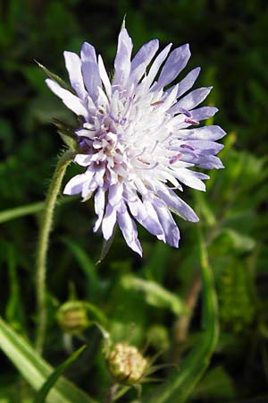 Knautia integrifolia \ Einj&auml;hrige Witwenblume / Whole-Leaved Scabious, Kreta/Crete Monastiraki near Asomatos School 6.4.2015