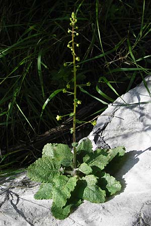 Verbascum arcturus \ Kreta-K�nigskerze, B&auml;renschwanz-K�nigskerze / Cretan Bear's Tail, Kreta/Crete Preveli Strand/Beach 3.4.2015