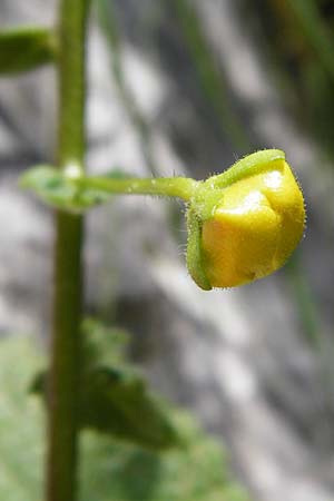 Verbascum arcturus \ Kreta-K�nigskerze, B&auml;renschwanz-K�nigskerze / Cretan Bear's Tail, Kreta/Crete Preveli Strand/Beach 3.4.2015