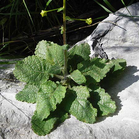 Verbascum arcturus \ Kreta-K�nigskerze, B&auml;renschwanz-K�nigskerze / Cretan Bear's Tail, Kreta/Crete Preveli Strand/Beach 3.4.2015