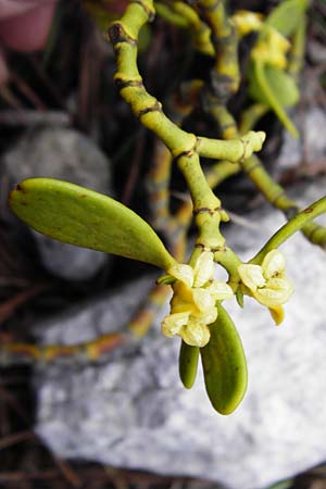 Viscum album subsp. austriacum \ Kiefern-Mistel / Pine Mistletoe, Kreta/Crete Thripti 10.4.2015